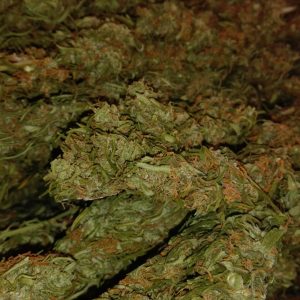 cbd premium buds thc flower